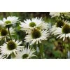 manfredrichter echinacea 9824805 1280