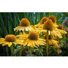 franz26 coneflower 8168628 1920