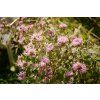 dgcory bergamot 6540834 1280