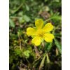 wikimediaimages potentilla erecta 846618 1280