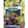 Prvosenka - Primula pubescens