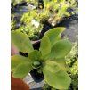 Prvosenka - Primula pubescens
