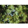 sonjavdk juniper berry 4833381 1280