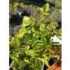 Ostružiník -  Rubus xantocarpus
