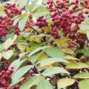 Žlutodřev korejský - Zanthoxylum beecheyanum
