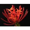 josch13 ixora coccinea 177714 1920