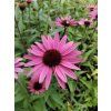 Třapatka PRAIRIE SPLENDOR COMPACT DARK ROSE