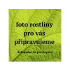 26964 ekozahradnictvi rostliny