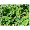 Dobromysl (oregano) HERRENHAUSEN