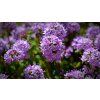 bernswaelz thyme 5141400 1280