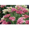paulican pink 2678918 1280