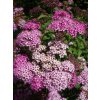 jurgko spiraea 2472844 1280