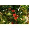 Taxus baccata