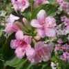eleatell weigela 7186362 1280