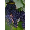 adonyig grape 2669930 1280