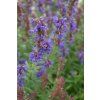 hans hyssop 225065 1280