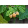 pat photographies raspberry 4286682 1280