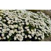 neelam279 candytuft 5050155 1280