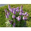 liatris 2524568 1280