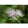 it was a pleasure thalictrum 7202830 1280