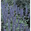 Agastache BLUE FORTUNE