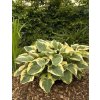 Hosta AUSTIN DICKSON