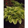 Hosta WIDE BRIM
