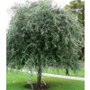 Hrušeň vrbolistá ´Pendula´ KM 180-K15