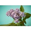 lilac 1392734 1280