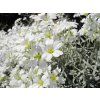 cerastium tomentosum 772267 1280