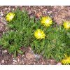 Delosperma basuticum GOLD NUGGET