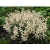 Udatna - Aruncus aethusifolius