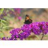 butterfly 7387832 1280
