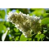 syringa 5107807 1280