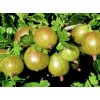 Angrešt CITRÓNOVÝ OBŘÍ - stromový