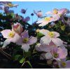 kapa65 clematis 779437 1280