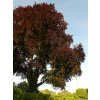 blood beech 55904 1280