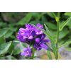 flowering 5200013 1280