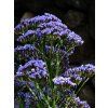 hans flower 384299 1280