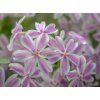 medienservice phlox 3372094 1280