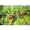 vasilisa malinina the fruit 3313970 1280