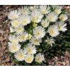 Delosperma basuticum WHITE NUGGET