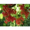 red currant 4129 1280