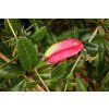 barberry 492403 1280