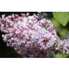 lilac 1417897 1280