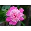 peony 4333037 1280