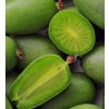 Kiwi - Aktinidie význačná VITIKIWI®- samosprašné