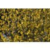 Cornus officinalis