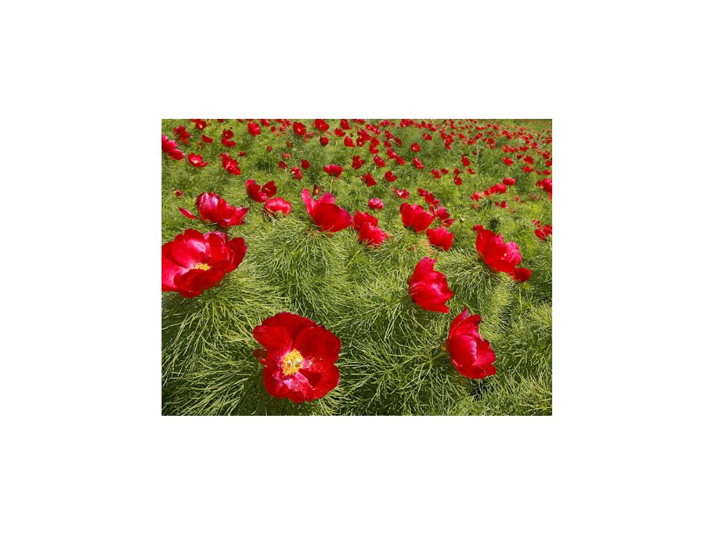 Pivoňka úzkolistá