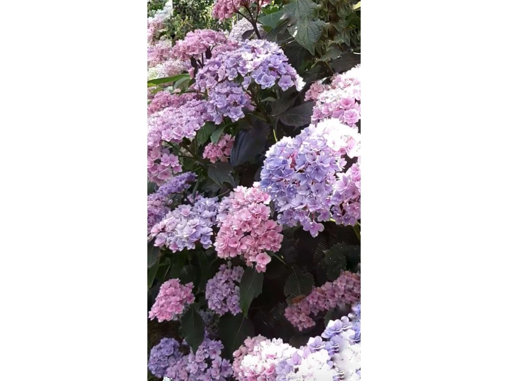 Hortenzie velkolistá ´YOU AND ME FOREVER´